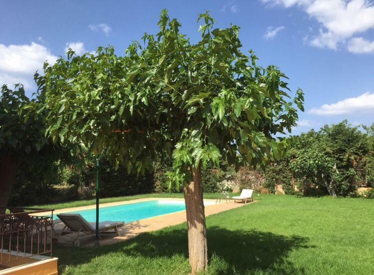Relaxing Villa With Swimming Pool And Garden Agios Georgios  外观 照片
