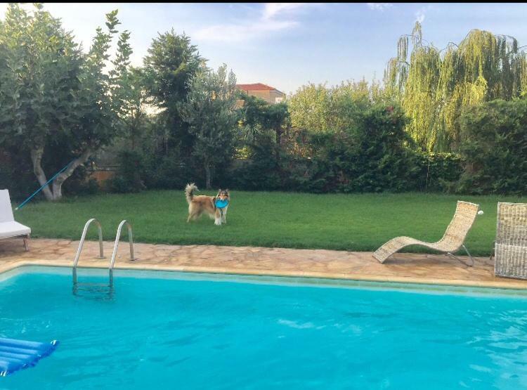 Relaxing Villa With Swimming Pool And Garden Agios Georgios  外观 照片